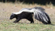 Skunk
