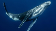 Whale Whale