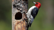 Woodpecker