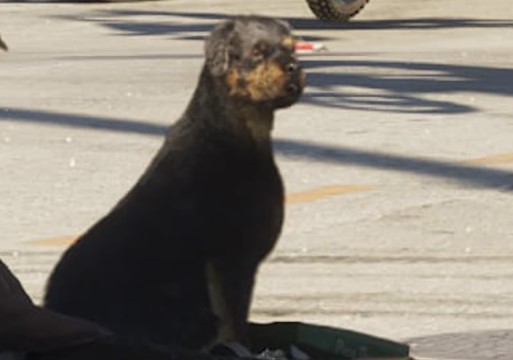 Rottweiler - GTA 6 Animals Guide Rottweiler - GTA 6 Animals Guide