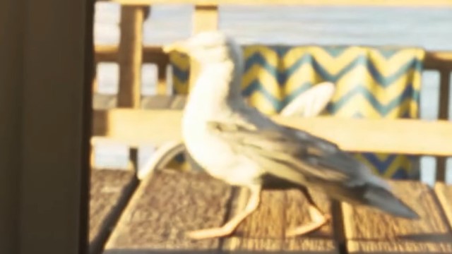 Seagull - GTA 6 Animals Guide Seagull - GTA 6 Animals Guide