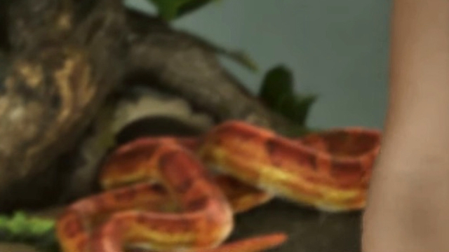 Snake - GTA 6 Animals Guide Snake - GTA 6 Animals Guide