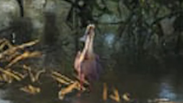 Spoonbill - GTA 6 Animals Guide Spoonbill - GTA 6 Animals Guide