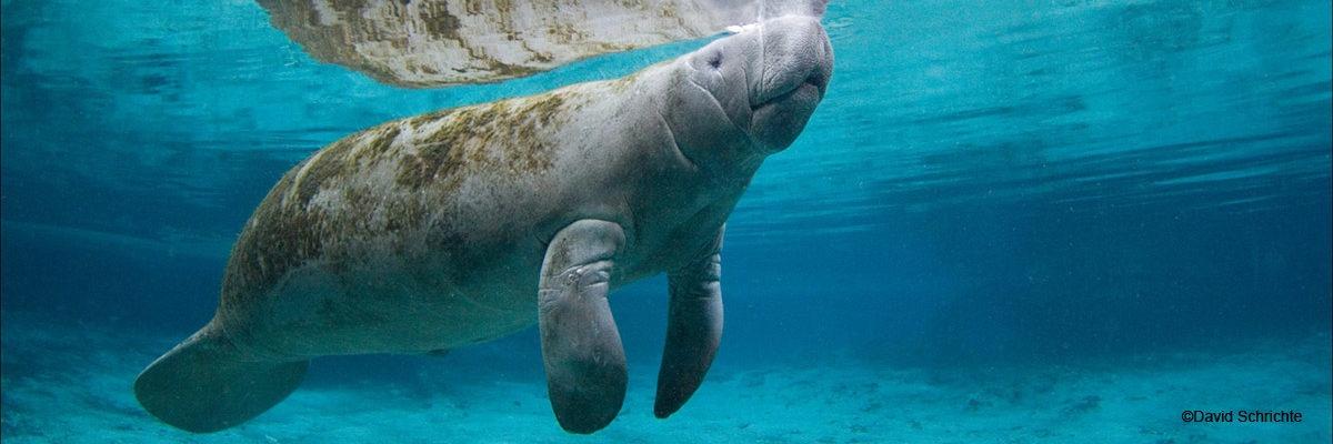 gta 6 animals manatee
