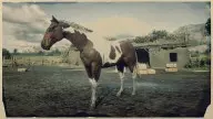 rdr2 horses americanpainthorse tobianoamericanpainthorse