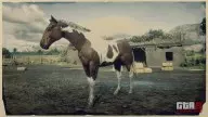 Rdr2 horses americanpainthorse tobianoamericanpainthorse 8637 360