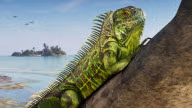 Green Iguana