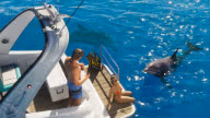 Dolphin