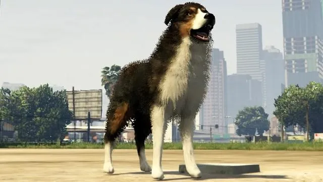 Border Collie / Shepherd - GTA 5 Animals, How To Play & Where To Find Border Collie / Shepherd - GTA 5 Animals, How To Play & Where To Find