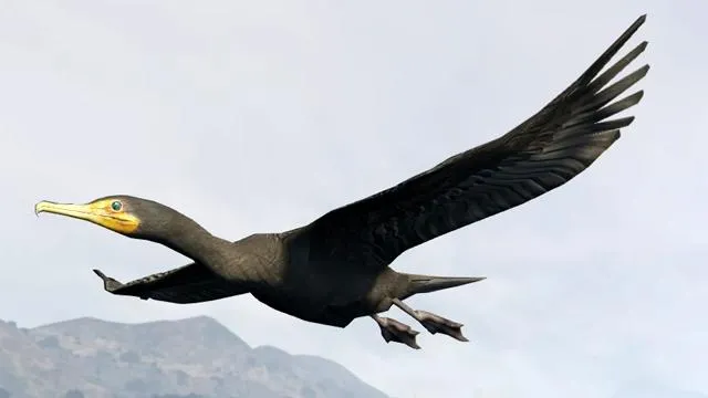 Great Cormorant - GTA 5 Animal