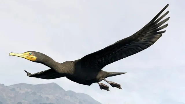 Great Cormorant - GTA 5 Animals, How To Play & Where To Find Great Cormorant - GTA 5 Animals, How To Play & Where To Find