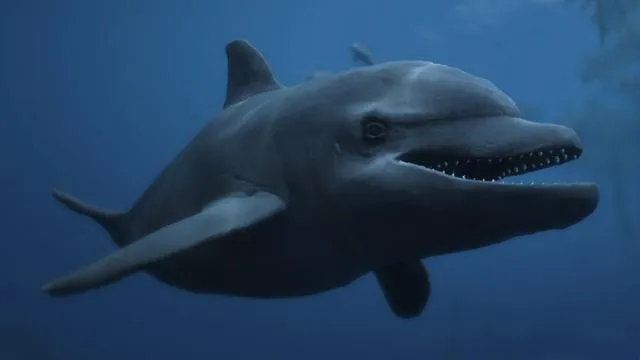 Dolphin - GTA 5 Animals, How To Play & Where To Find Dolphin - GTA 5 Animals, How To Play & Where To Find