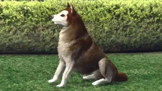 Husky - GTA 5 Animals, How To Play & Where To Find Husky - GTA 5 Animals, How To Play & Where To Find