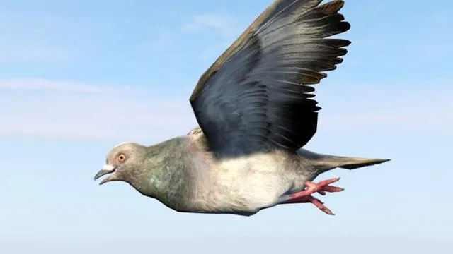 Pigeon - GTA 5 Animal