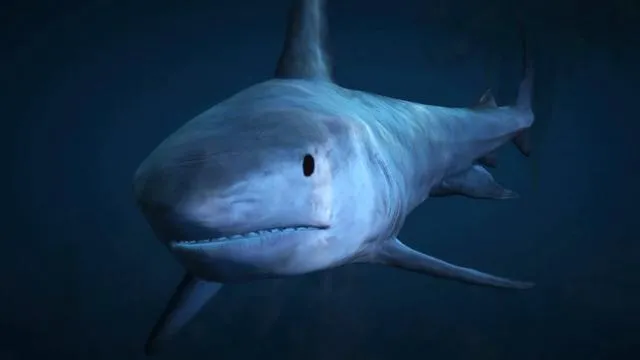 Tiger Shark - GTA 5 Animals, How To Play & Where To Find Tiger Shark - GTA 5 Animals, How To Play & Where To Find