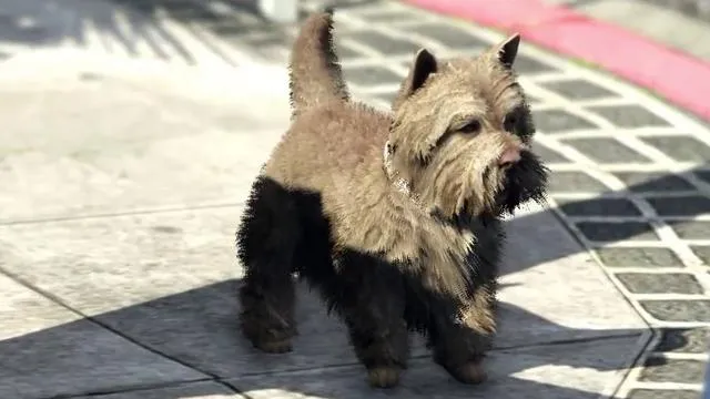 West Highland Terrier - GTA 5 Animal