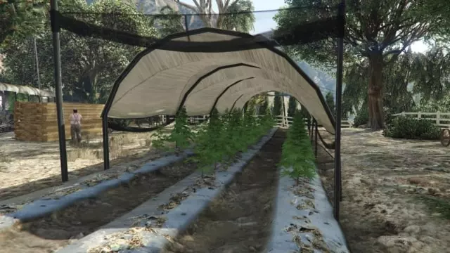 weed farming in gta