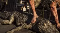 American Alligator