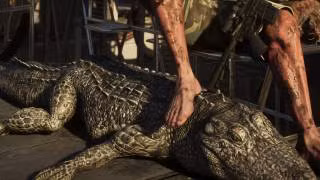 American Alligator