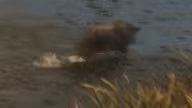 Boar