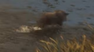 Boar