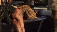 Bobcat Bobcat