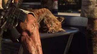 Bobcat