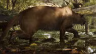 Cougar / Florida Panther