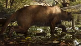 Cougar / Florida Panther