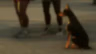 Doberman