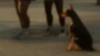 Doberman