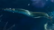 Eel