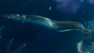 Eel