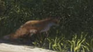 Fox