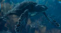 Sea Turtle