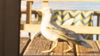 Seagull