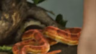 Snake