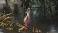 Spoonbill