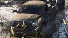 Bison