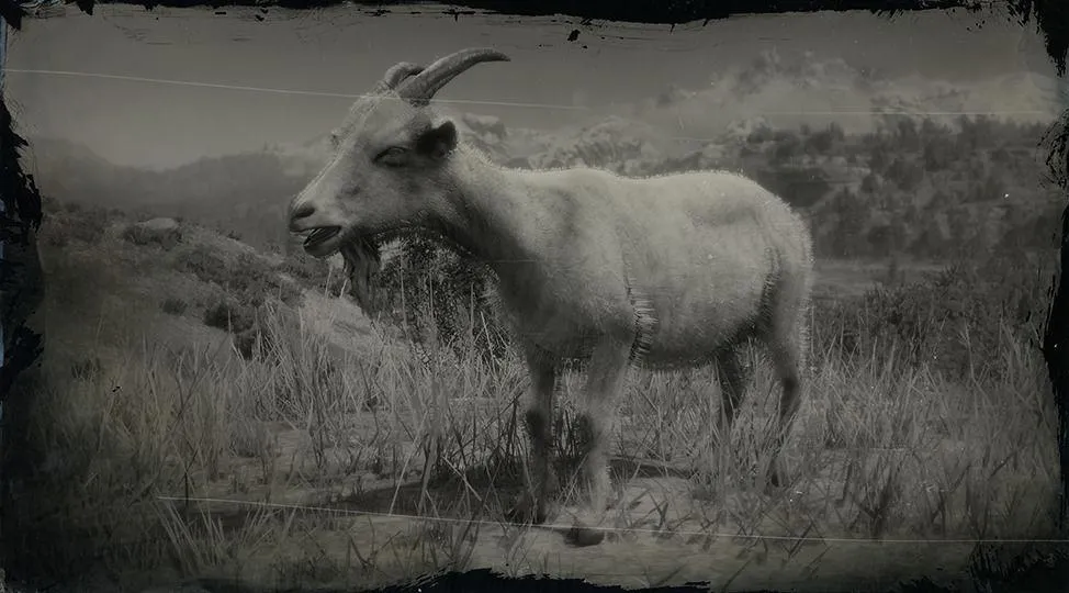 Alpine Goat - RDR2 Animal