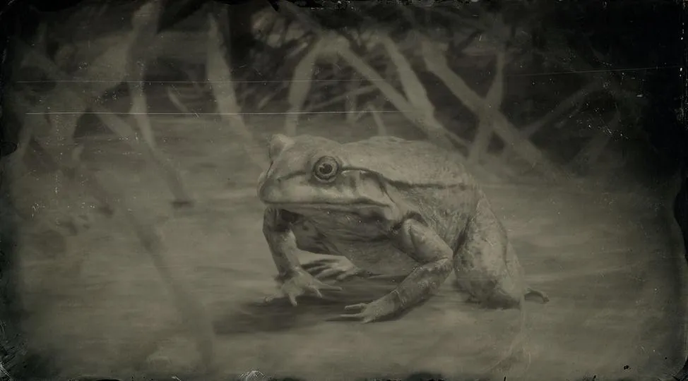 American Bullfrog - RDR2 Animal