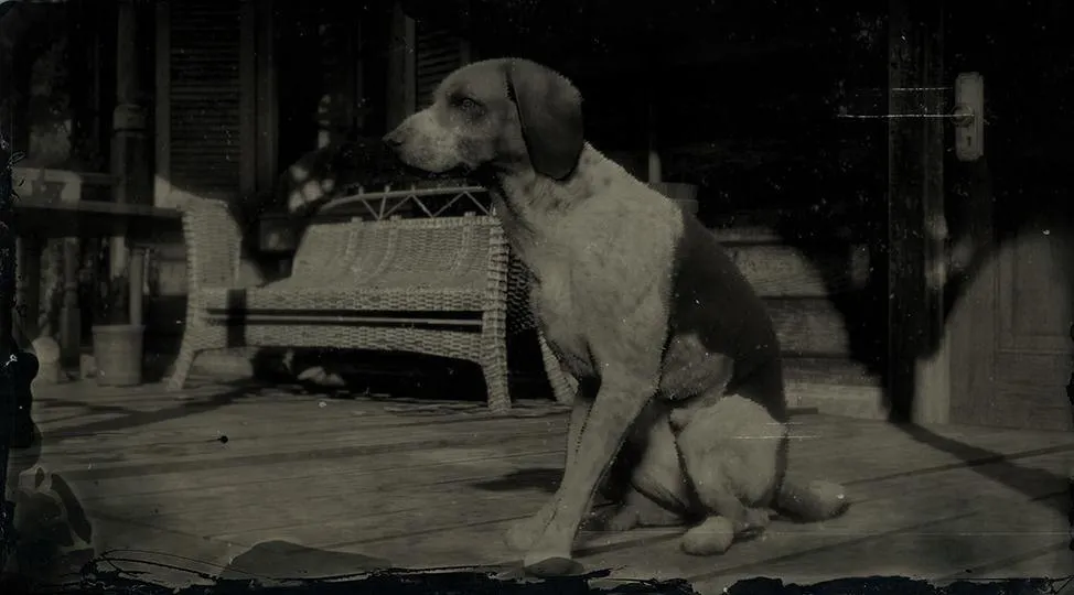 American Fox Hound - RDR2 Animal