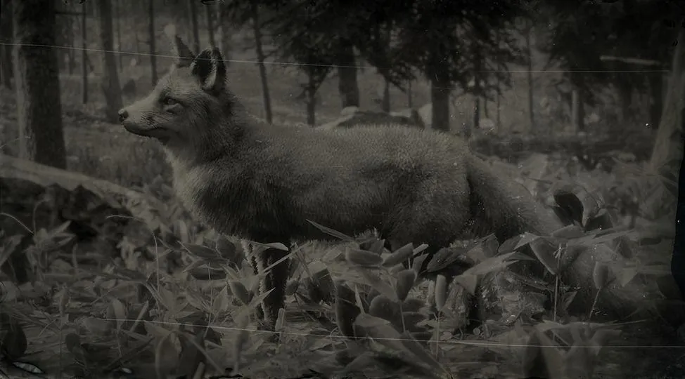 American Gray Fox - RDR2 Animal