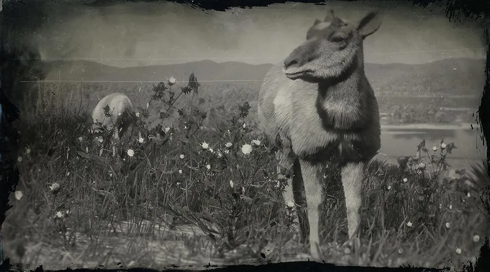 American Pronghorn Doe