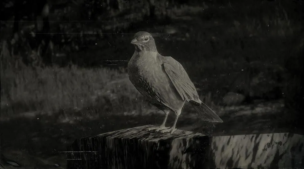 American Robin - RDR2 Animal