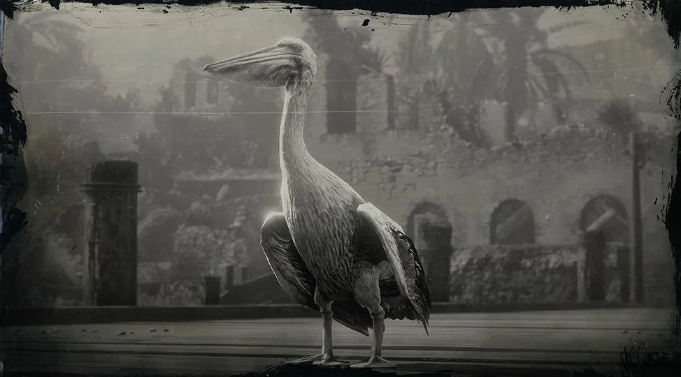 American White Pelican - RDR2 Animal