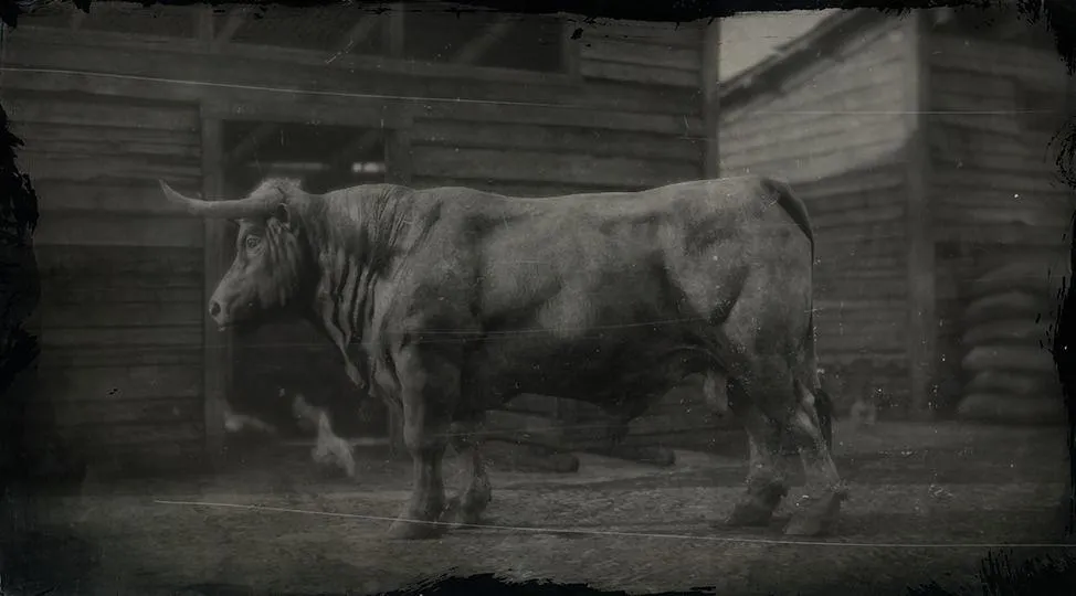 Angus Bull - RDR2 Animal