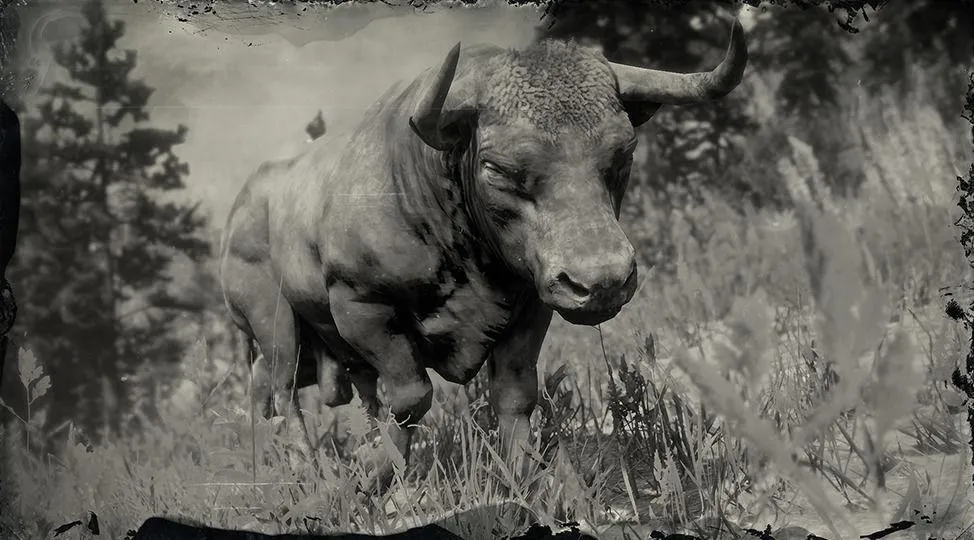 Angus Ox - RDR2 Animal Angus Ox - RDR2 Animal