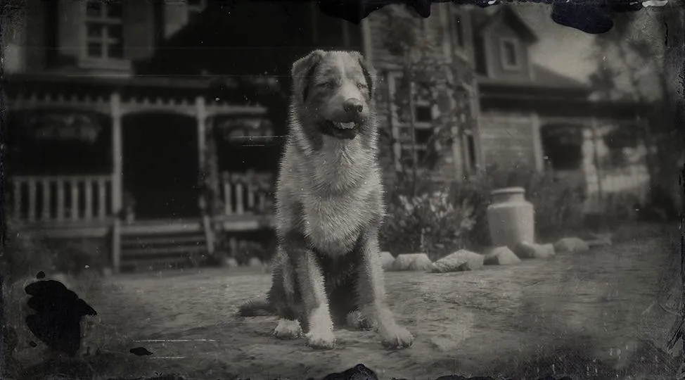 Australian Shepherd - RDR2 Animal