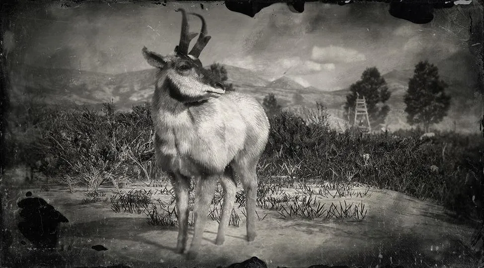 Baja California Pronghorn Buck - RDR2 Animal